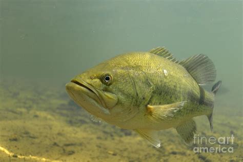 Monster Largemouth Bass Photograph By Engbretson Underwater Photography