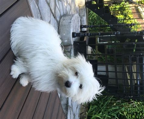 Chiots Bichon Maltais Levage Du Bois Foucher