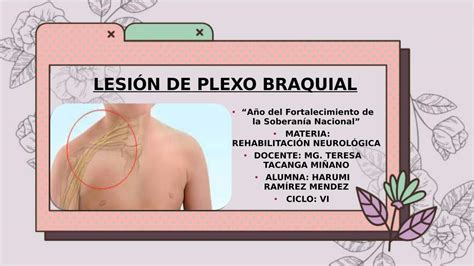 Anatomia en Taller Constitución del plexo braquial