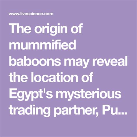 Mummified Baboons May Identify Lost Land Of Punt Ancient Egypt S