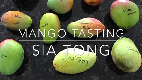 Tasting Florida Mangos Sia Tong Mango Youtube