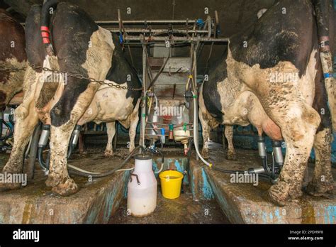 Dairy Cows Being Milked Stock Photo Alamy