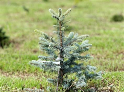 Świerk kłujący Royal Knight Picea pungens sadzonki w dobrej cenie