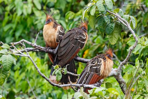 Hoatzin - Kester Clarke Wildlife Photography