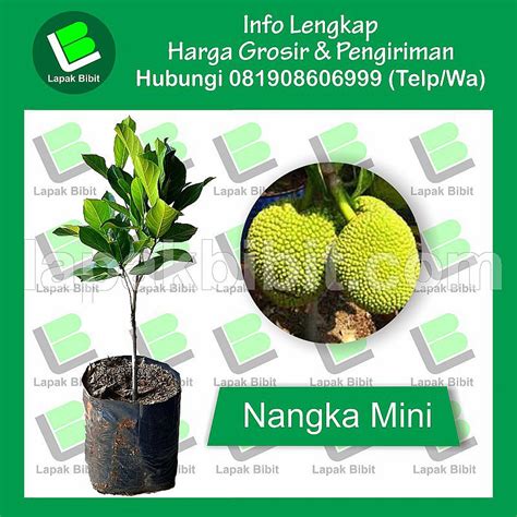 Pohon Nangka Mini