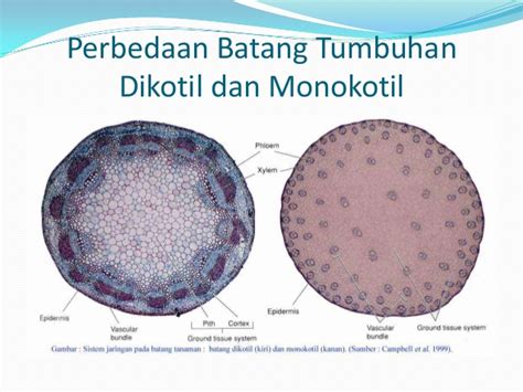 Biologi Organ Organ Pada Tumbuhan