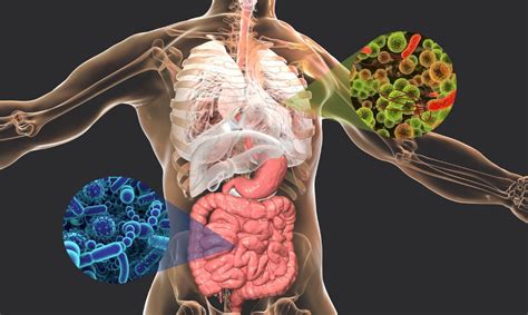 Microbiota Intestinal Y Pulmonar Yakult En Puebla