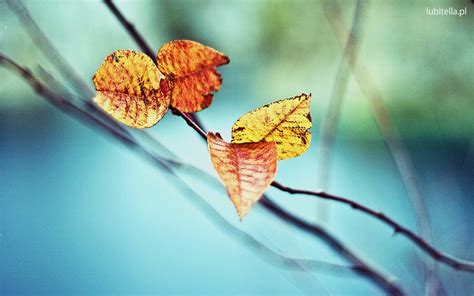 Wallpaper Sunlight Leaves Depth Of Field Nature Plants Branch