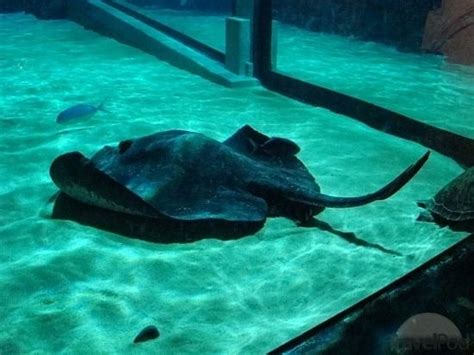 Short tail stingray - Alchetron, The Free Social Encyclopedia