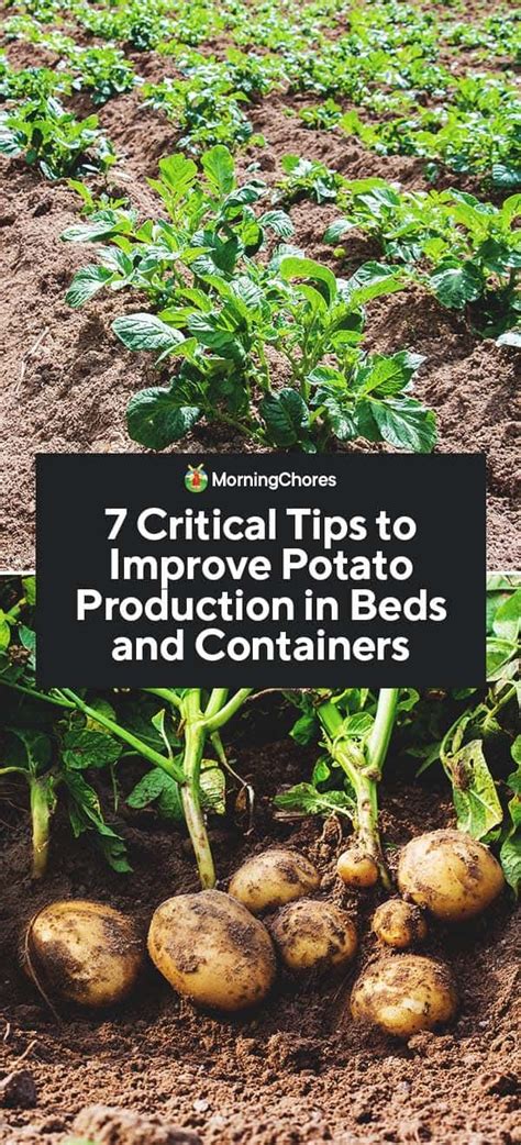 7 Critical Tips To Improve Potato Production In Beds And Containers