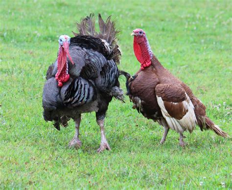 Meet Bert and Ernie, Animal Ambassadors