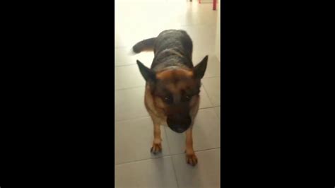 Aboiement De Chien Berger Allemand Prenez Garde