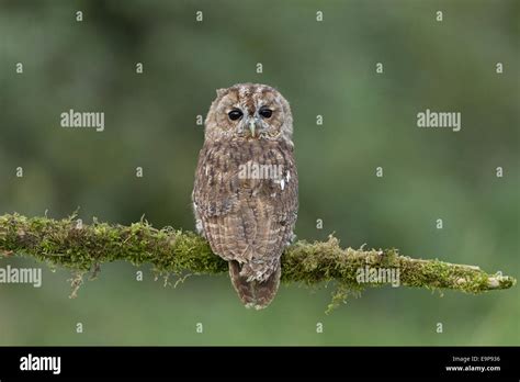 Tawny Owl Strix Aluco Adult With Head Turned Looking Over Shoulders