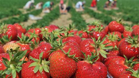 Erdbeeren Selber Pfl Cken In M Nchen Und Im Umland Karte Zeigt Ihnen