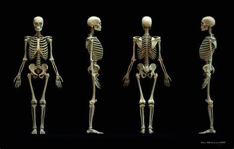 skeleton study zbrushcentral