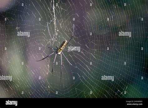 A Giant Orb Weaver Spider sitting on its giant web Stock Photo - Alamy