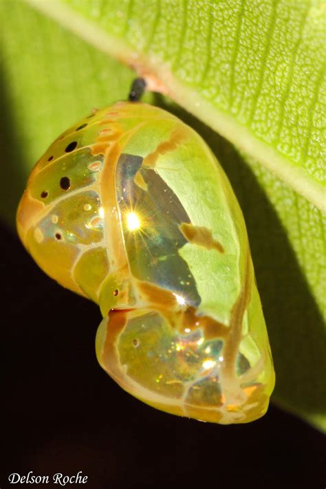 Friendly Animals Pupa Of A Crow Butterfly End To The Butterfly Series