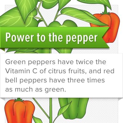 Green peppers have twice the Vitamin C of citrus fruits, and red bell peppers have three times ...