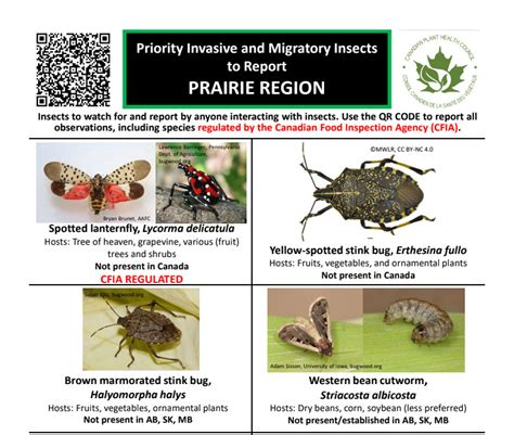 Week 11 Prairie Pest Monitoring Network