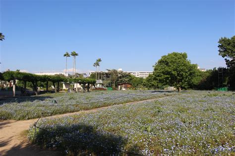 長居植物園のネモフィラ 開花情報 ～2024年5月14日～ ナニワシヤウシヤ〜キタ・ミナミ〜