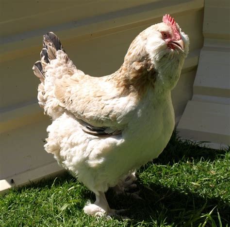 186 Best Images About Exotic Chickens On Pinterest Feathers Pet