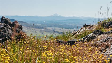 7 Easy Wildflower Walks In Oregon Travel Oregon