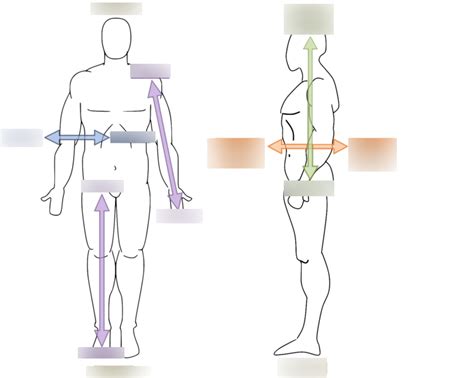 Anatomical Directions Diagram | Quizlet