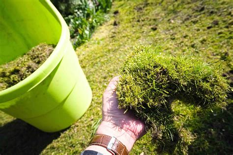 Mose i plenen 5 tips til å bli kvitt mose i plenen Hage og verktøy