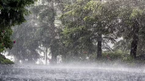 Cheiro De Chuva Por Que Sentimos A Ci Ncia Explica