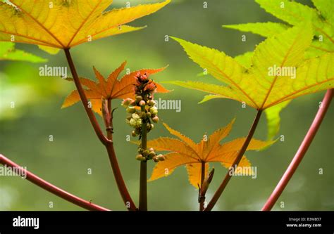 leaves  flower stalk  garden plant stock photo alamy