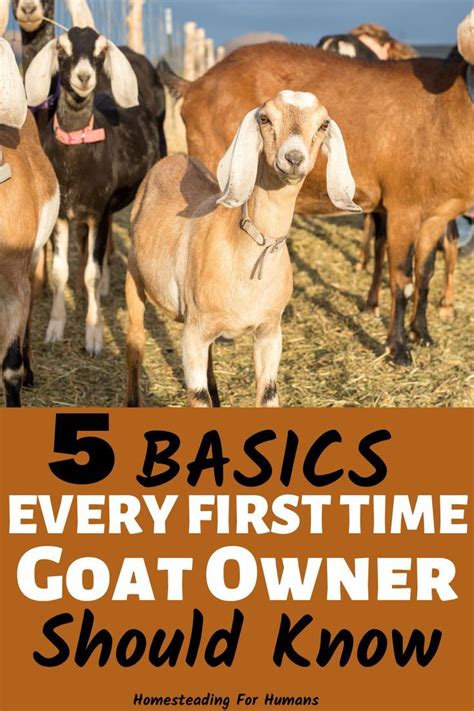 Raising Goats For Beginners