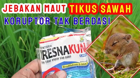 Cara Mengusir Hama Tikus Sawah Yang Aman Youtube