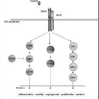 EGFR signaling pathway. Activation of EGFR after heterodimerization ...