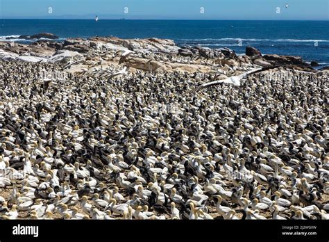 Selective Focus On A Large Folk Of Cape Gannet Birds At Bird Island In