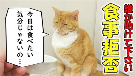 助けて下さい！猫が全くご飯を食べてくれない。急に一口も食べなくなった猫 Youtube