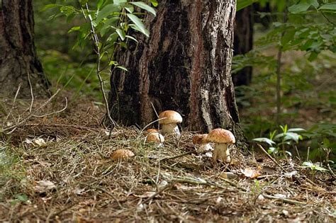 Trekking Alla Ricerca Di Funghi Ecco Zone Dove Andare Ma Non Dirlo