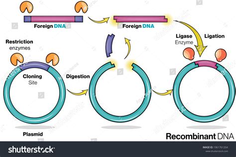 Stages Recombinant Dna Production Genetic Engineering 库存矢量图（免版税