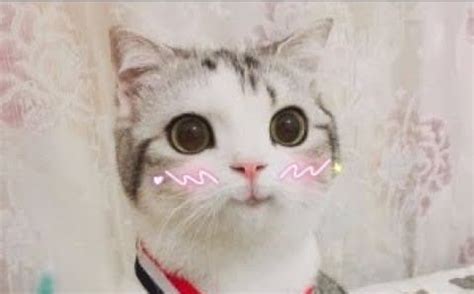 cutesy cat uwu flushed Blank Template - Imgflip