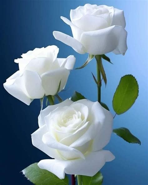 Jocelyn Cordero Rose Flower Pictures Beautiful Flowers Beautiful