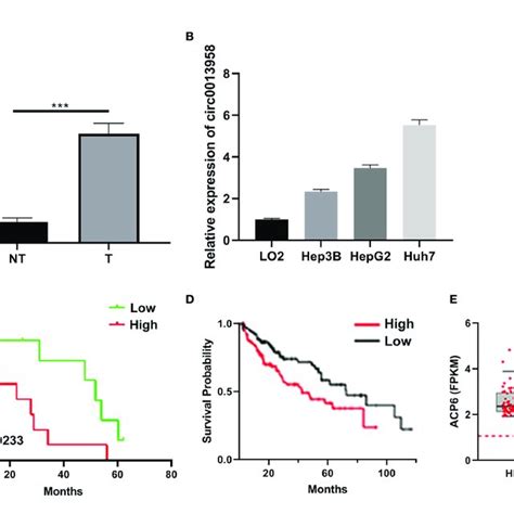 The Expression Of Circ0013958 In Hcc Tissues And Cell Lines A B