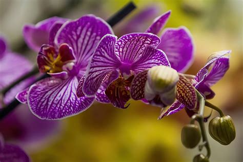 Orchidées Fleurs Plantes Photo gratuite sur Pixabay