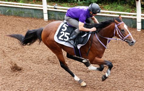 土曜阪神競馬場の注目激走馬阪神11rデイリー杯2歳ステークス・g2 Umatoku 馬トク