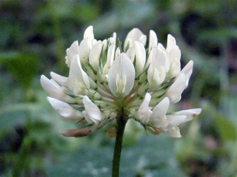 Trifolium Repens L 249528 Biodiversidad Virtual Plantas