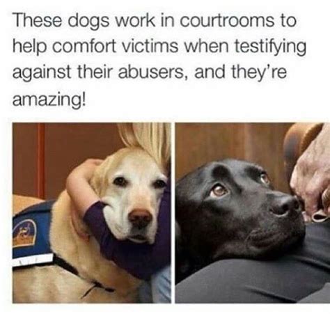 Dogs Comforting Testifying Victims In Court Rdogswithjobs