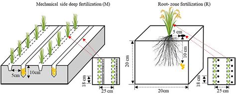 frontiers effects  local nitrogen supply  nitrogen fertilizer