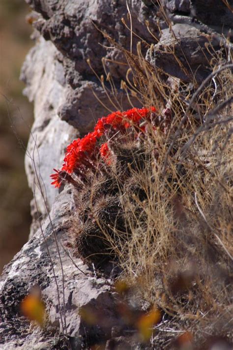 echinocereus polyacanthus mexico durango canatlan