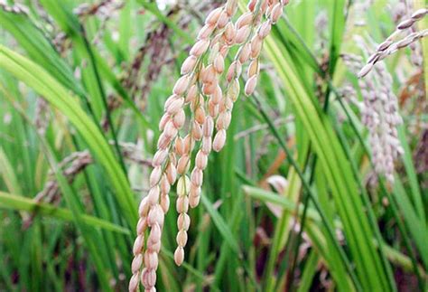 palay output    philstarcom