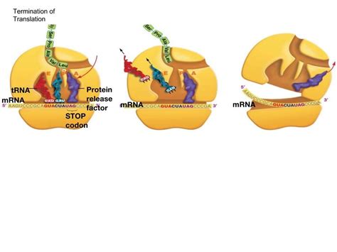 Diagram What Happens During The Termination Phase Of Transla