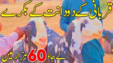 Northern Bypass Karachi Mandi 2024 Bakra Mandi Latest New Rates