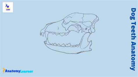 Dog Teeth Anatomy - How Many Teeth do Dogs have » AnatomyLearner >> The Place to Learn ...